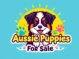 Aussie Puppies For Sale logo