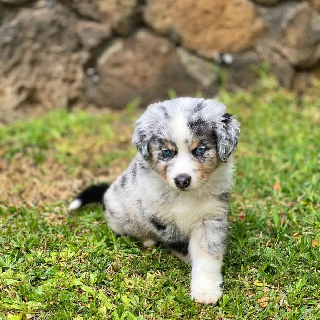 kia red merle mini aussie puppy