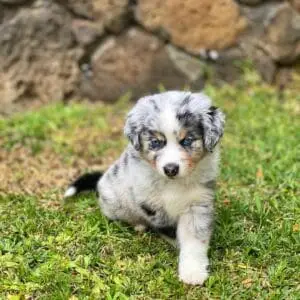 kia red merle mini aussie puppy