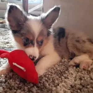 leo mini aussie puppy for sale
