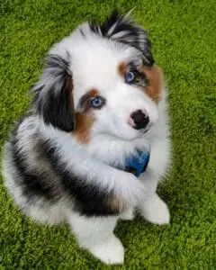Casper 10-Week-Old Male Miniature Australian Shepherd for sale