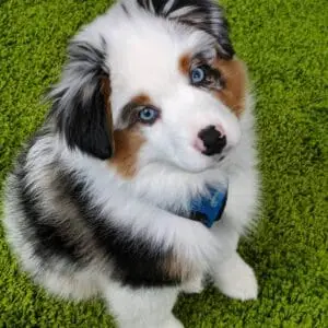 casper mini aussie puppy for sale