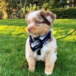 milo red merle mini aussie puppy