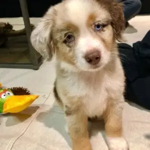 mochi toy aussie puppy for sale