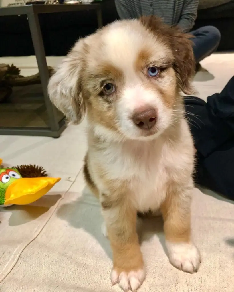 mochi toy aussie puppy for sale