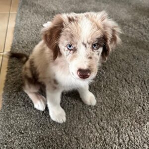 Nina 10-Week-Old Female Miniature Australian Shepherd for sale