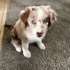 nina blue merle mini aussie puppy