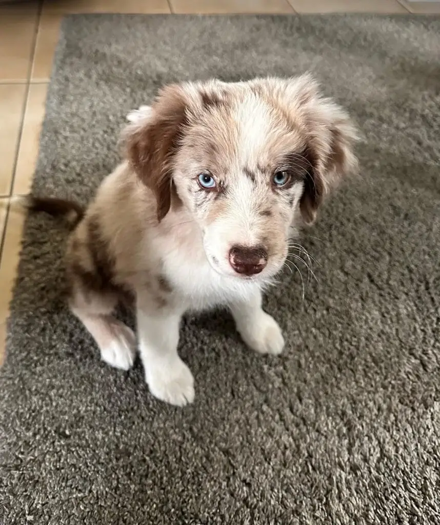 nina blue merle mini aussie puppy