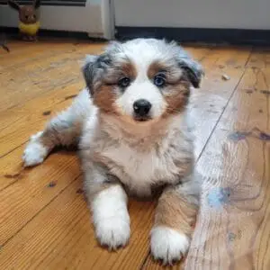 smoke mini aussie puppy for sale