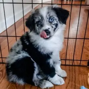 tiki merle mini aussie puppy