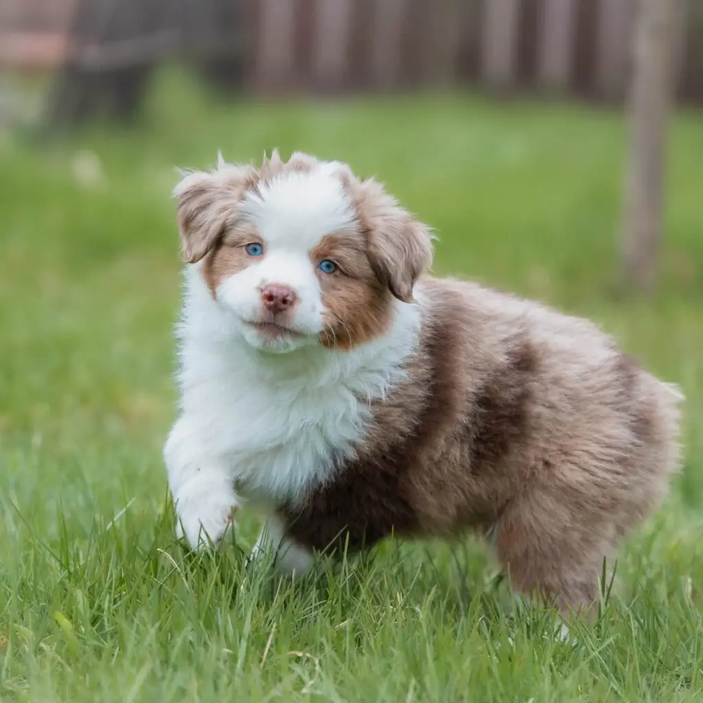 How to Choose a Mini Aussie Breeder