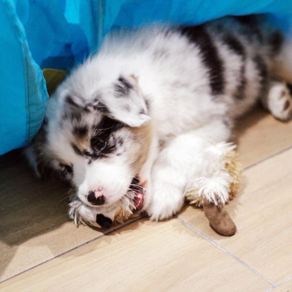 blue merle mini aussie personality