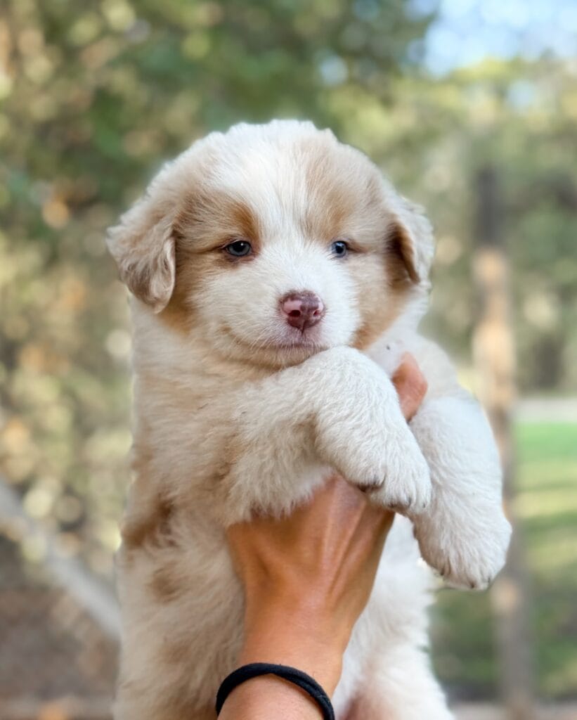 lifetime take back guarantee mini aussie