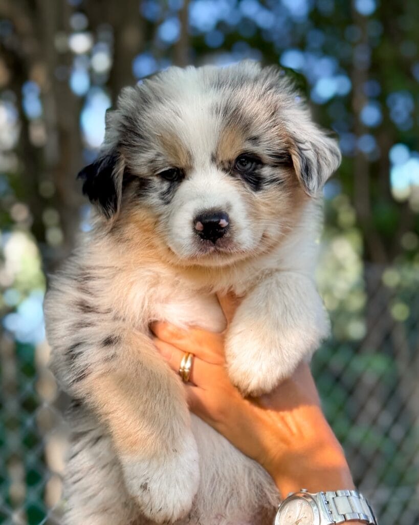 mini aussie exercise needs