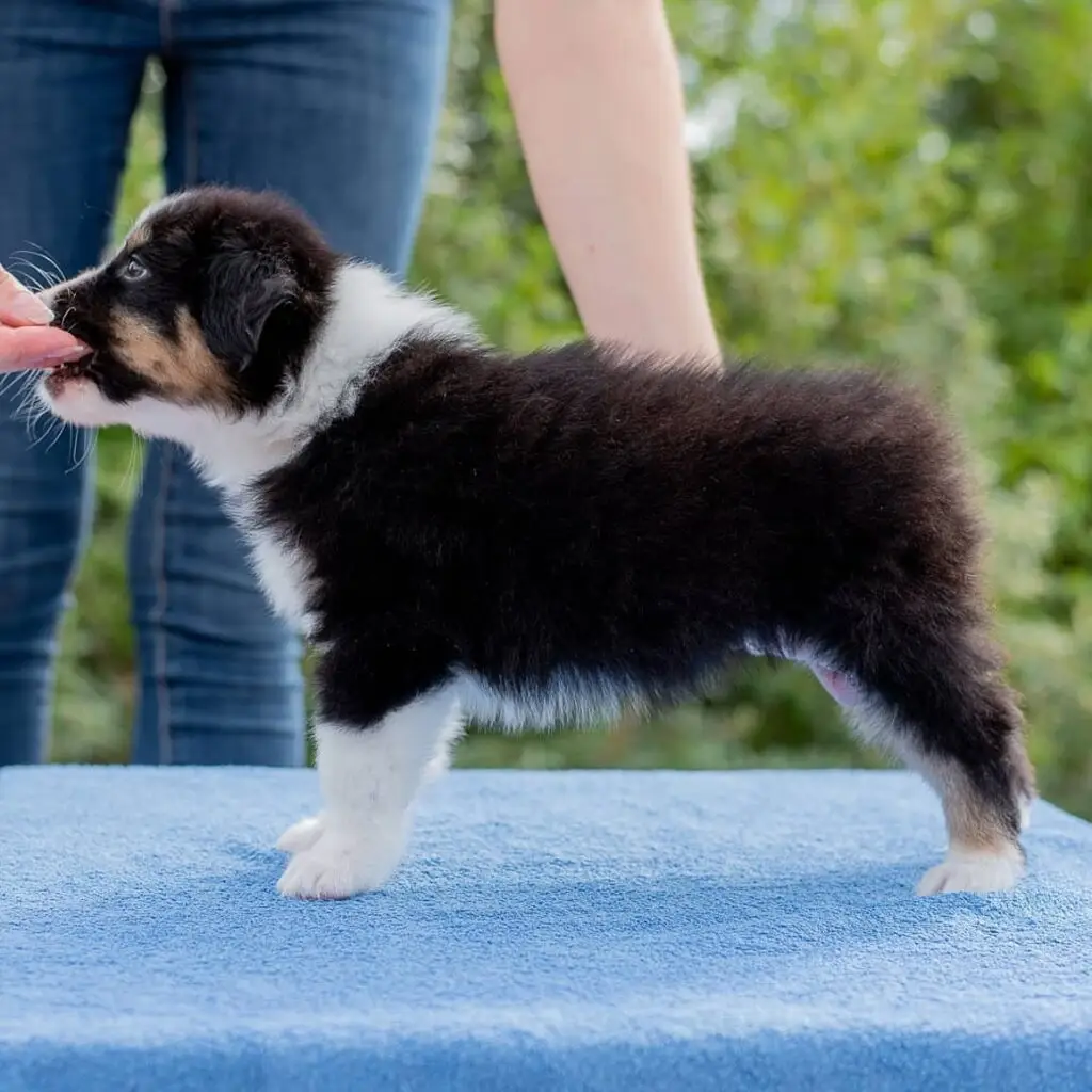 mini aussie health testing explained