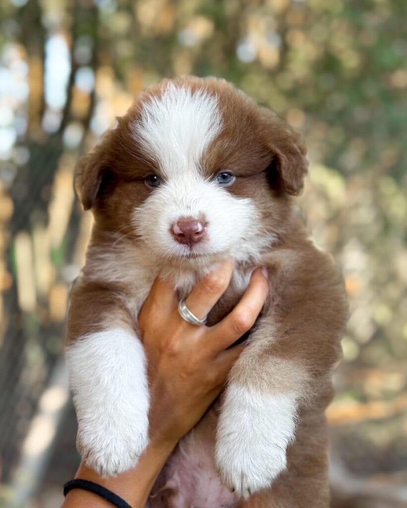 mini aussie size chart