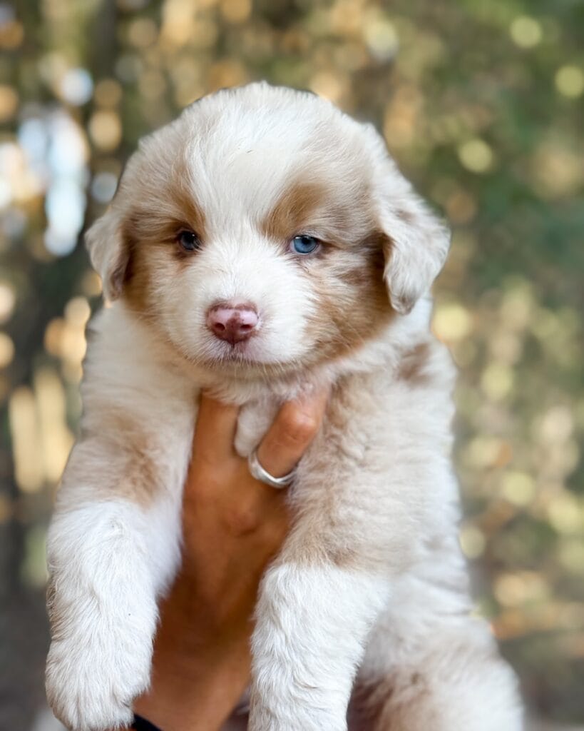 mini aussie temperament with kids