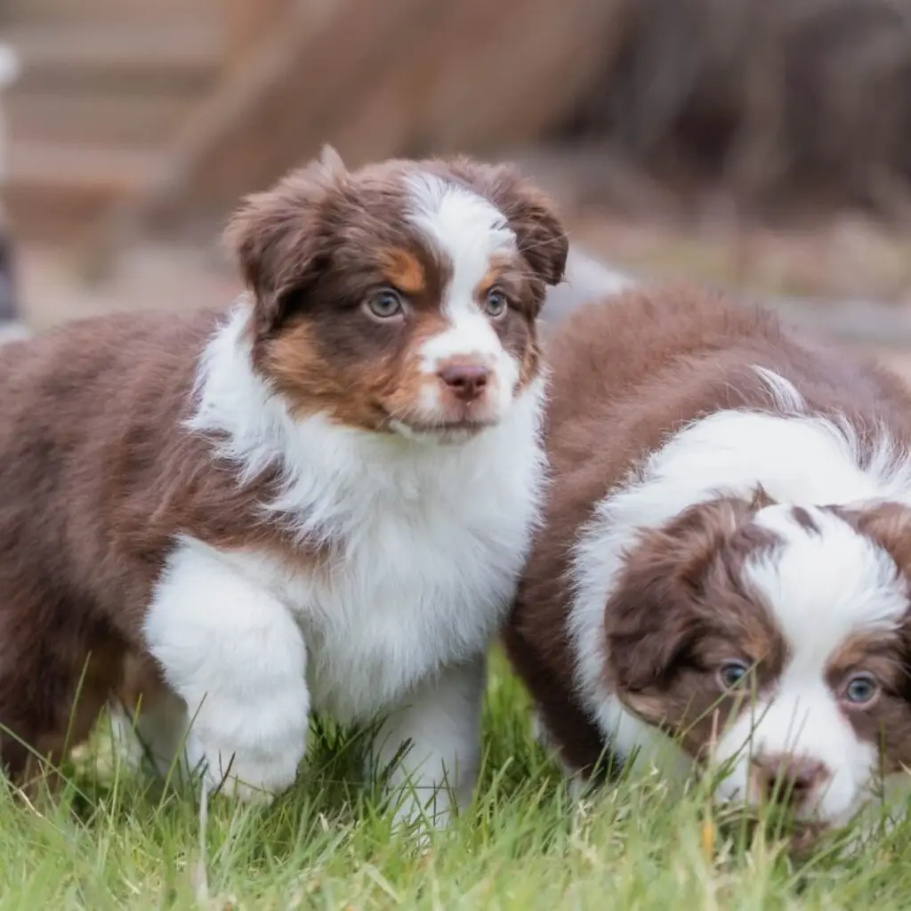 mini aussie vs toy aussie differences