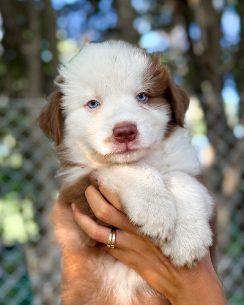 miniature american shepherd vs mini aussie