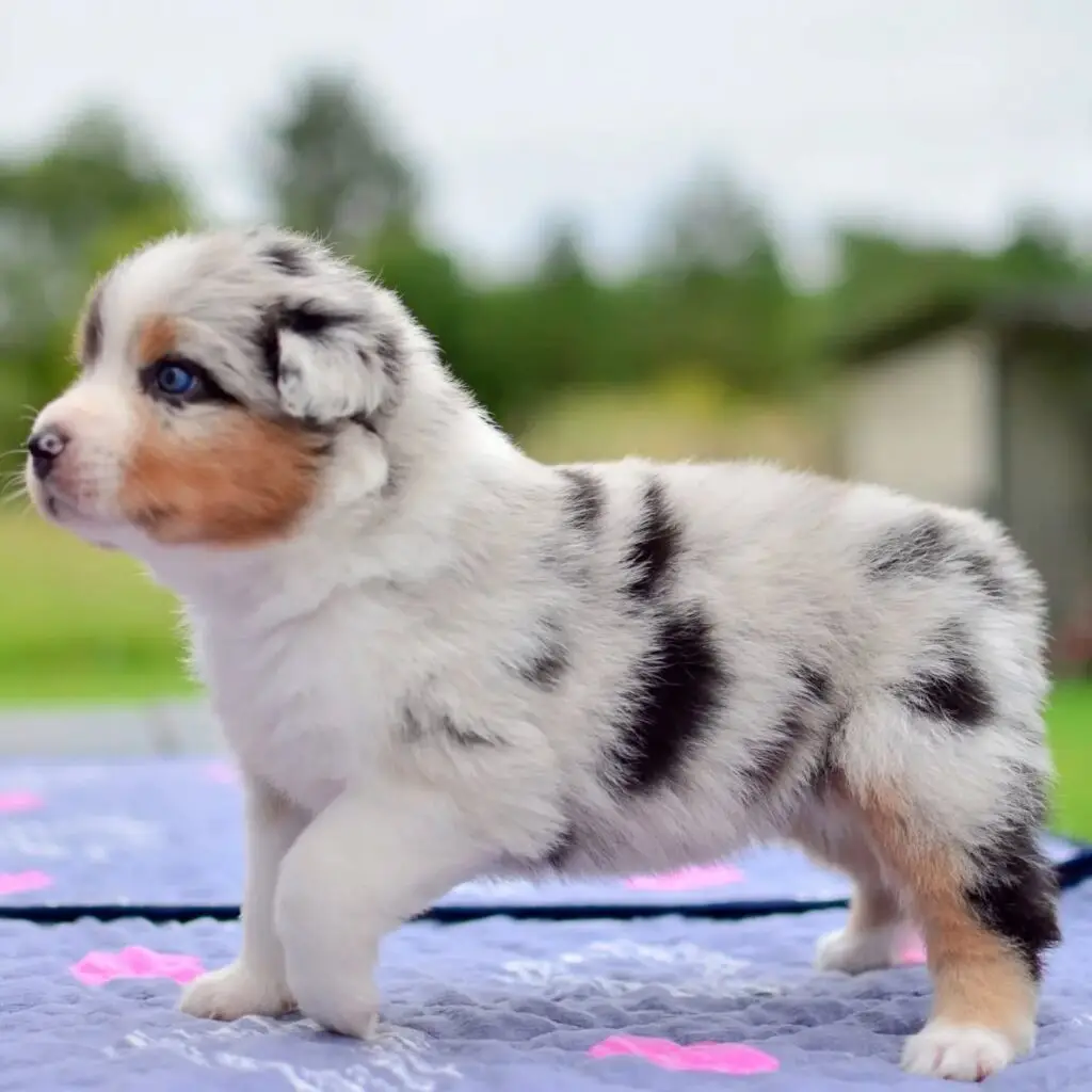 preparing home for mini aussie puppy