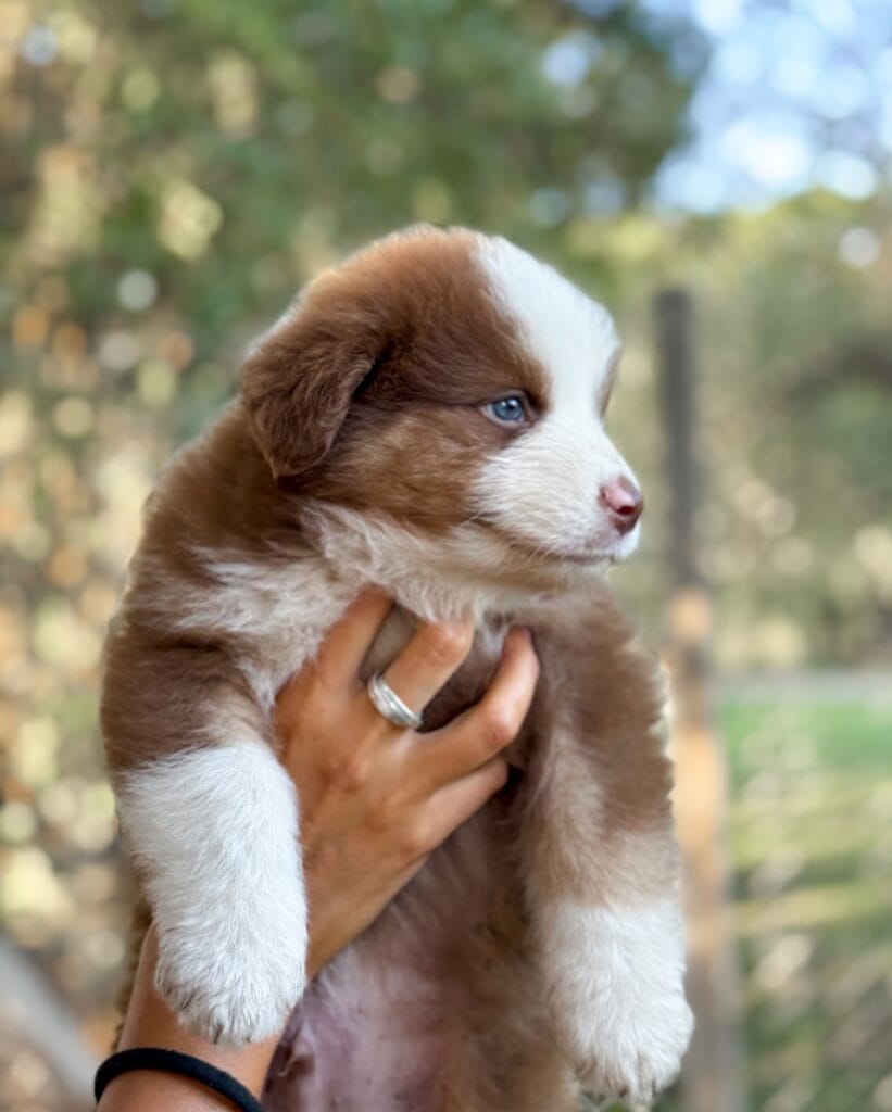 what health guarantees should mini aussie puppies have
